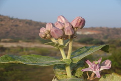 Calotropis gigantea